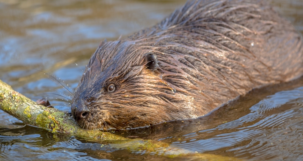 Wildtierbeobachtung Biber (gdl_810858831_image)