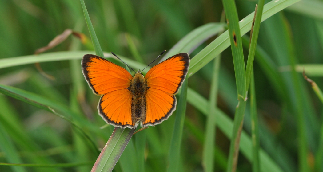 Faszinierende Welt der Tagfalter entdecken (gdl_810858840_image)