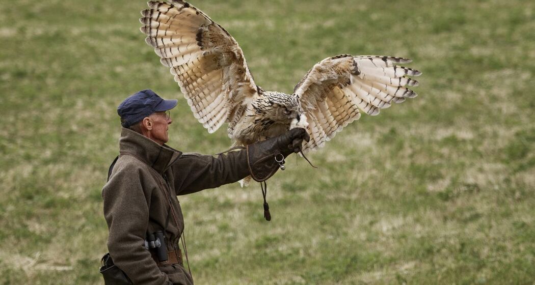 Mittwoch | Die faszinierende Welt von Uhu «Bubo» (gdl_810859026_image)