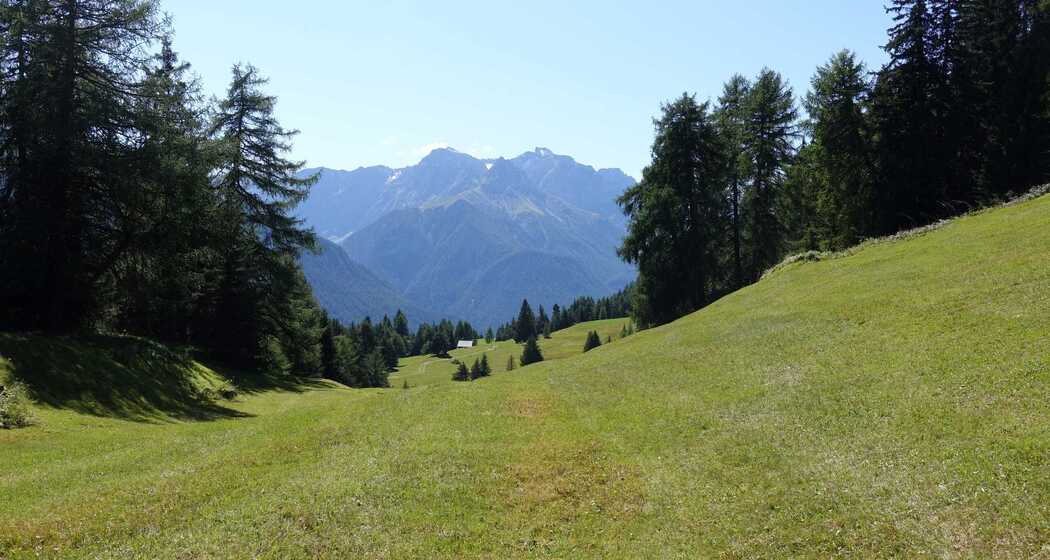 Alte Techniken wiederentdecken - Mähen mit der Sense (gdl_810859076_image)