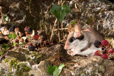 On the trail of the garden dormouse (gdl_810859285_image)