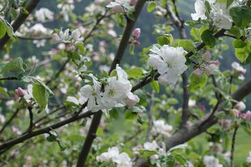 Grundlagen des Obstbaus und des Obstbaumschnitts (gdl_810859320_image)