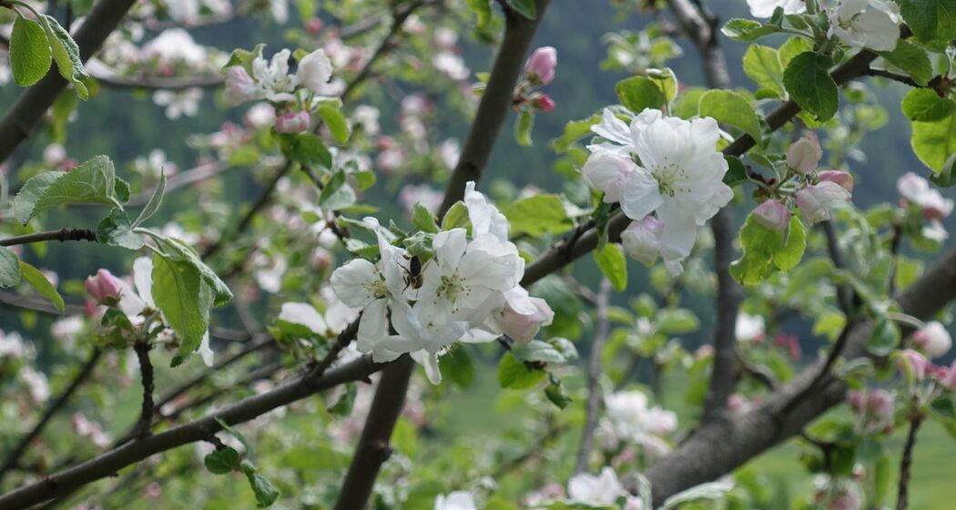 Grundlagen des Obstbaus und des Obstbaumschnitts (gdl_810859320_image)