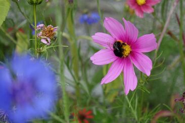 Vielfalt im Garten (gdl_810859421_image)