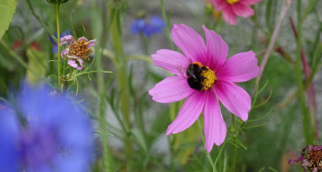 Vielfalt im Garten (gdl_810859421_image)