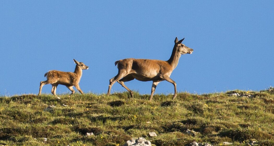 Hirschbrunft im Schweizerischen Nationalpark (gdl_810859427_image)