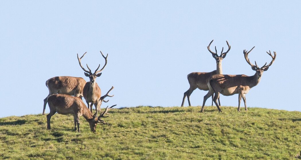 Hirschbrunft SNP © SNP Hans Lozza