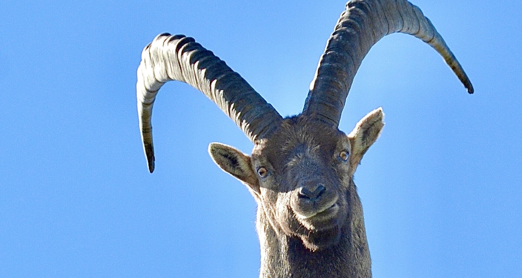 Wildtierbeobachtung Steinbock, Hirsch, Gämse und Co. (gdl_810859471_image)
