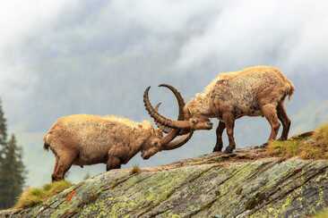 Capricorn - Marmot - Arve (gdl_810859699_image)