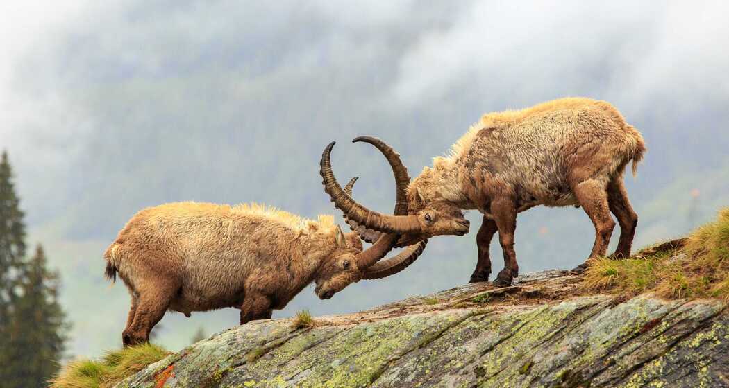 Steinbock - Murmeltier - Arve (gdl_810859699_image)