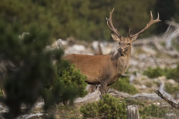 Deer rutting in the Swiss National Park (gdl_810859739_image)