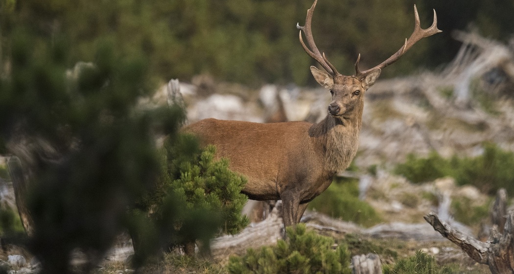 Hirschbrunft im Schweizerischen Nationalpark (gdl_810859739_image)