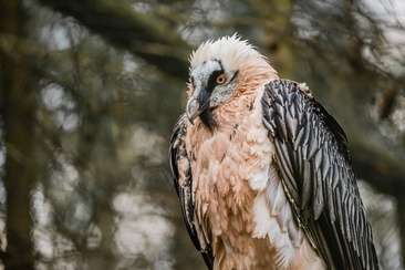Wildlife watching bearded vulture and golden eagle (gdl_810859744_image)
