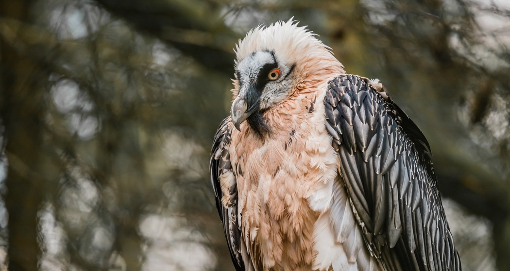Wildtierbeobachtung Bartgeier und Steinadler (gdl_810859744_image)