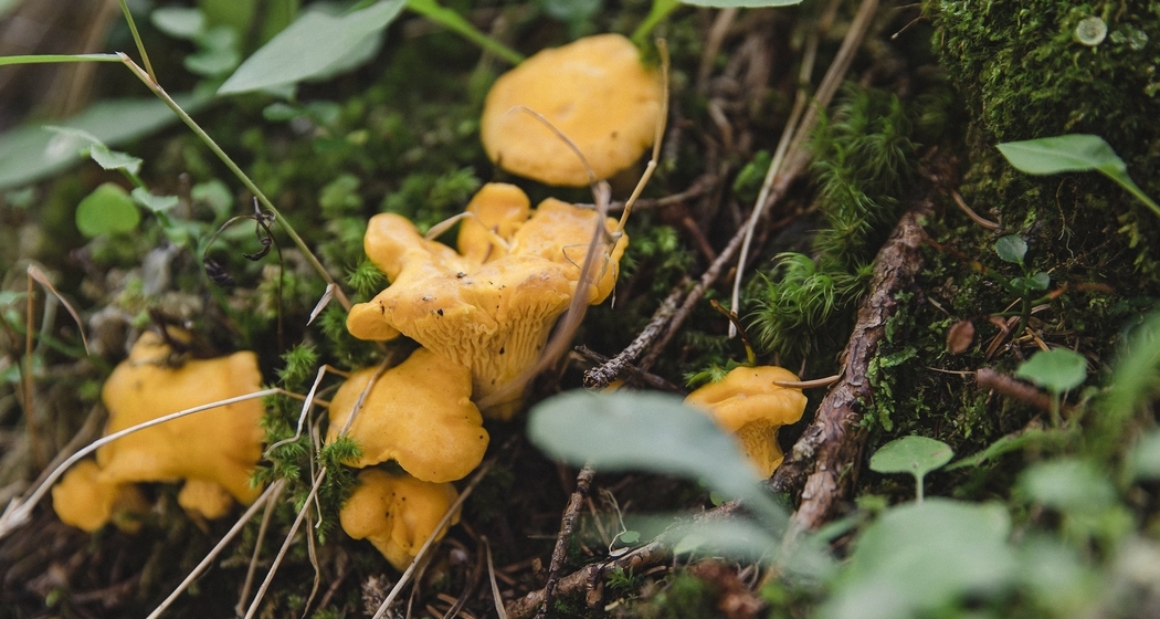 Pilzwanderung zu Lehrzwecken mit kulinarischem Höhepunkt (gdl_811837533_image)