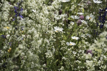 PESTO à base d'herbes sauvages (gdl_812562755_image)