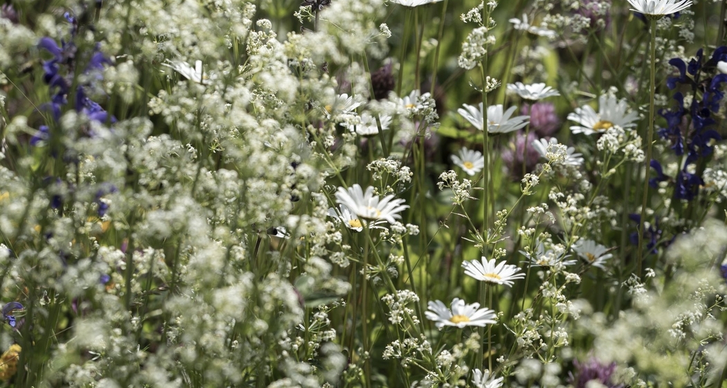 PESTO aus Wildkräutern (gdl_812562755_image)