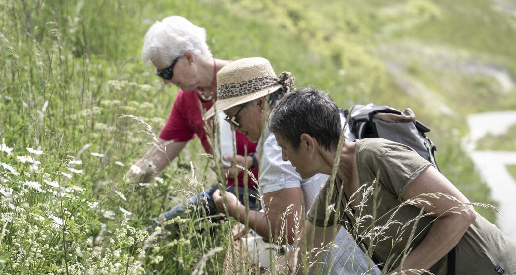 PESTO aus Wildkräutern (gdl_812562756_image)