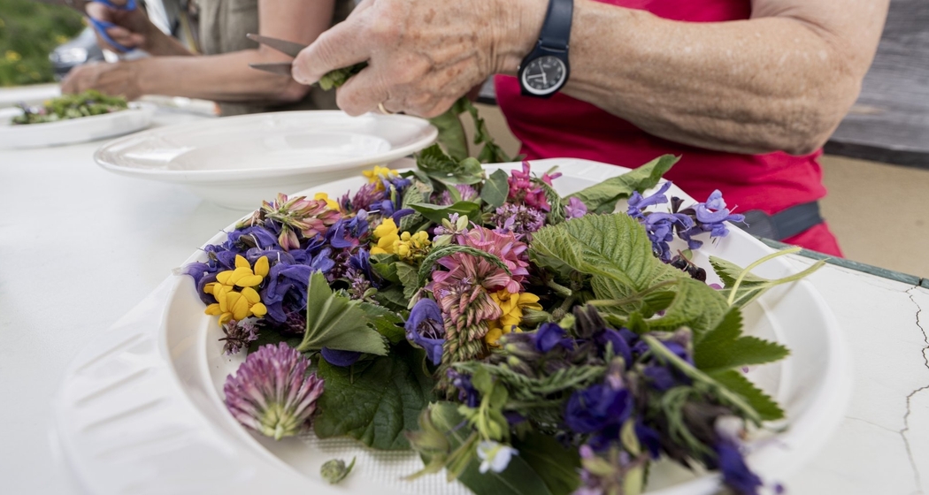PESTO aus Wildkräutern (gdl_812562757_image)
