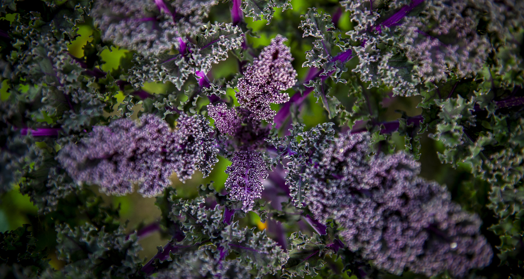 Sommer Tavolata (gdl_815795013_image)