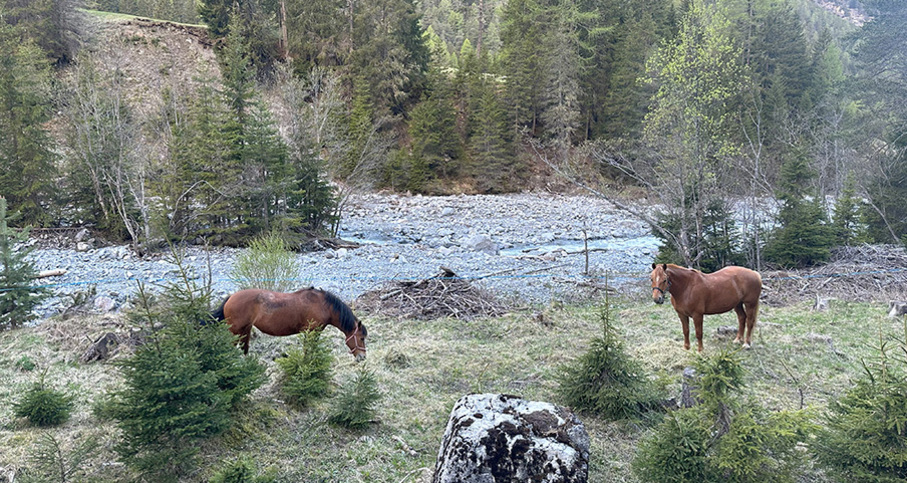 Westerncamps für Teenies (gdl_820285799_image)