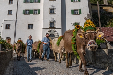 Splügen Alpabzug