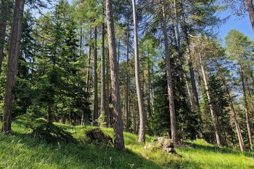 Shinrin Yoku / Waldbaden im Lärchenwald bei Scuol im Engadin (gdl_828776887_image)