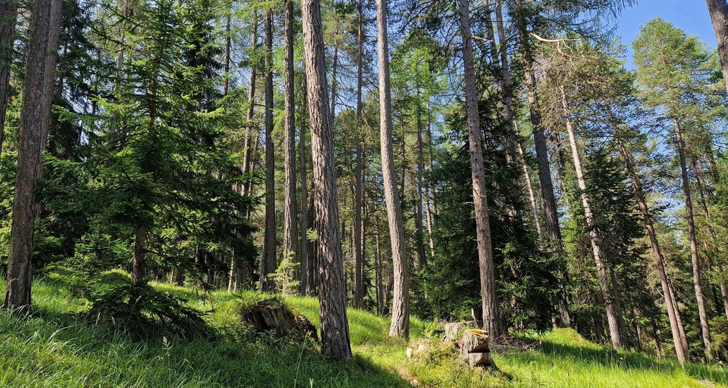Shinrin Yoku / Waldbaden im Lärchenwald bei Scuol im Engadin (gdl_828776887_image)