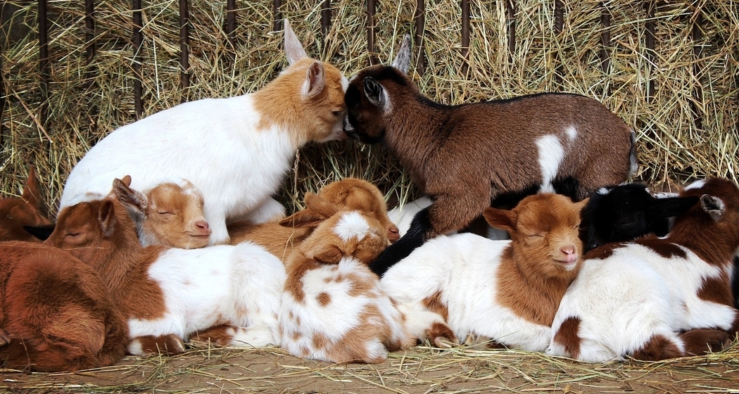 Stallbesuch auf dem Staudenhof am Heinzenberg - Präz (gdl_832217322_image)