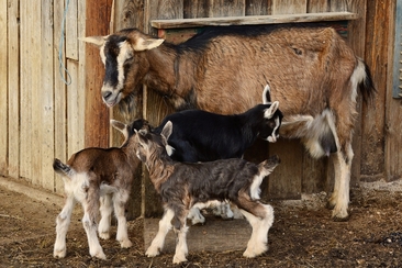 Stallbesuch auf dem Hof Madris in Avers-Madris (gdl_834606253_image)