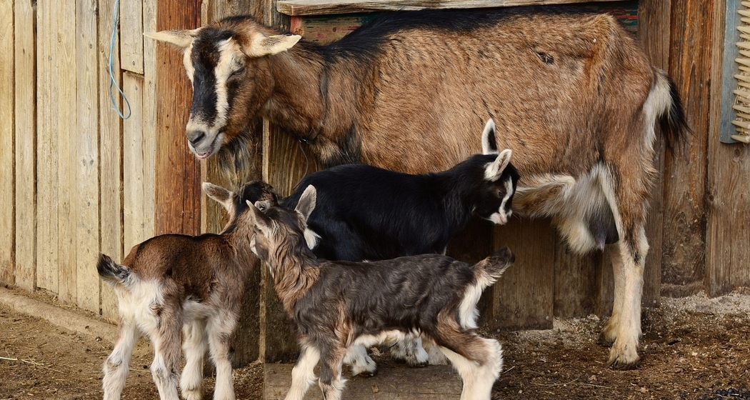 Stallbesuch auf dem Hof Madris in Avers-Madris (gdl_834606253_image)
