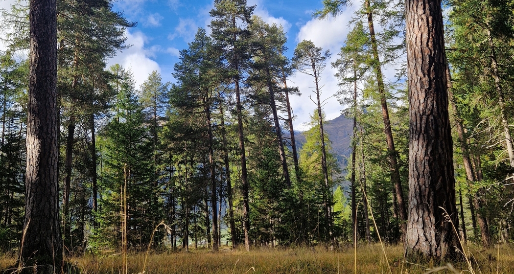 Shinrin Yoku / Waldbaden im Lärchenwald bei Scuol im Engadin (gdl_835069849_image)