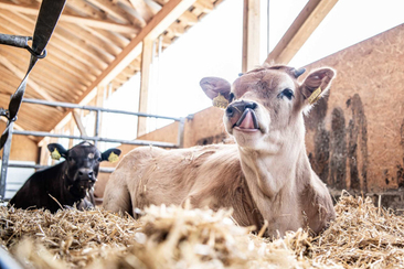 Stallvisite in Danis (gdl_839951674_image)