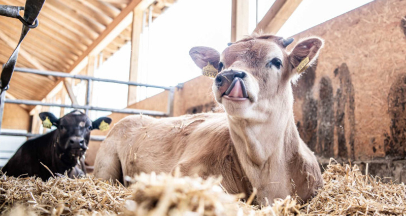 Stallvisite in Danis (gdl_839951674_image)