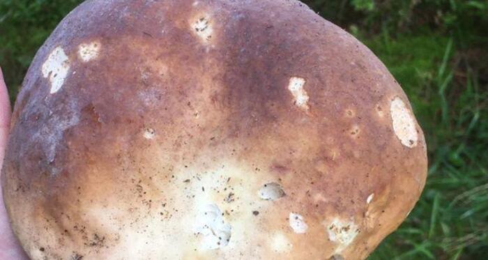 Pilze sammeln am Nachmittag (gdl_849417257_image)