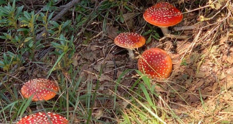 Pilze sammeln ganzer Tag (gdl_849417260_image)