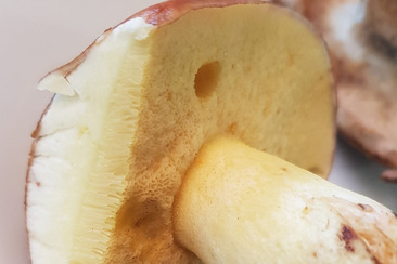 Mushroom half-days in the afternoon (gdl_849417264_image)