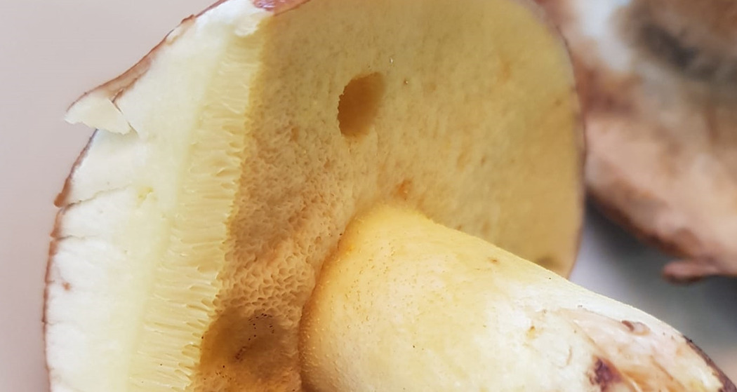 Pilze sammeln am Nachmittag (gdl_849417264_image)