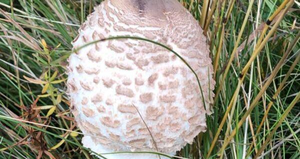 Pilze sammeln am Nachmittag (gdl_849417266_image)