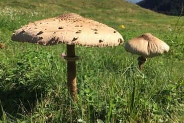 Pilze sammeln ganzer Tag (gdl_849417267_image)