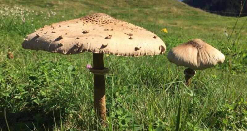 Pilze sammeln ganzer Tag (gdl_849417267_image)