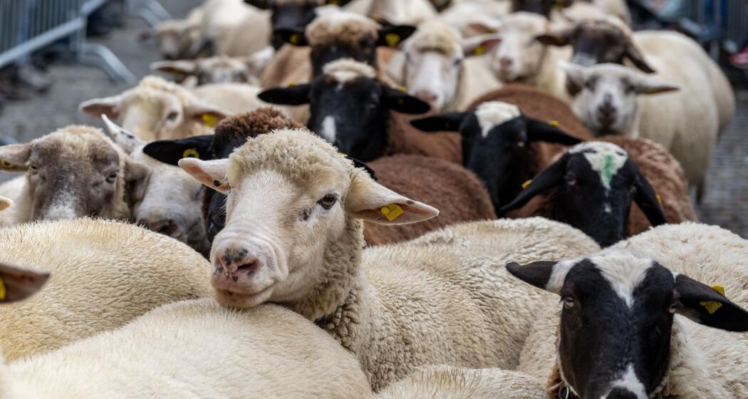 Schafschur - Tundeida in Savognin (gdl_852508679_image)