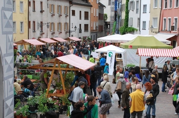 Churer Wildpflanzen- und Setzlingsmarkt (gdl_857138859_image)