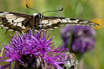 Exkursion zum Setzlingsmarkt (gdl_857138870_image)