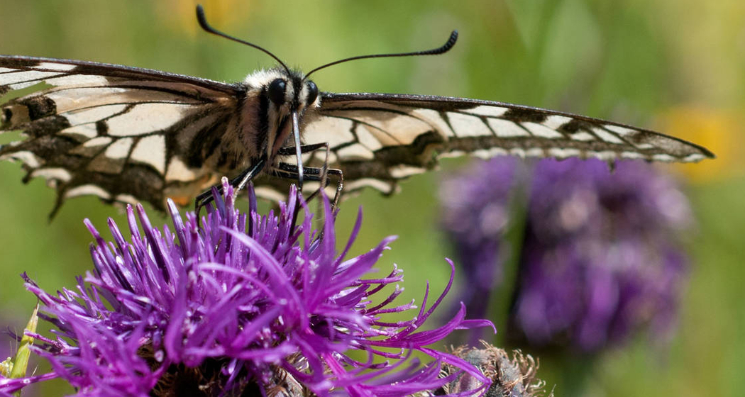 Exkursion zum Setzlingsmarkt (gdl_857138870_image)