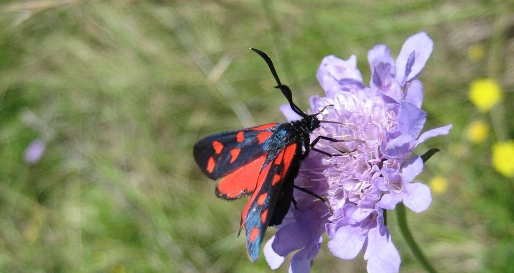 Natureinsatz: Gehölzpflege im Schutzgebiet Dusch (gdl_857323677_image)