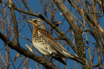 Excursion ornithologique (gdl_858404520_image)