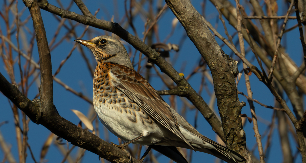 Vogelexkursion (gdl_858404520_image)