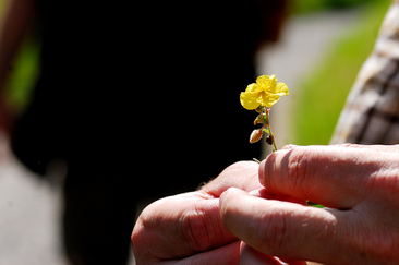 Kräuterwanderung in Quinten am Walensee – eine Entdeckungsreise (gdl_858592772_image)