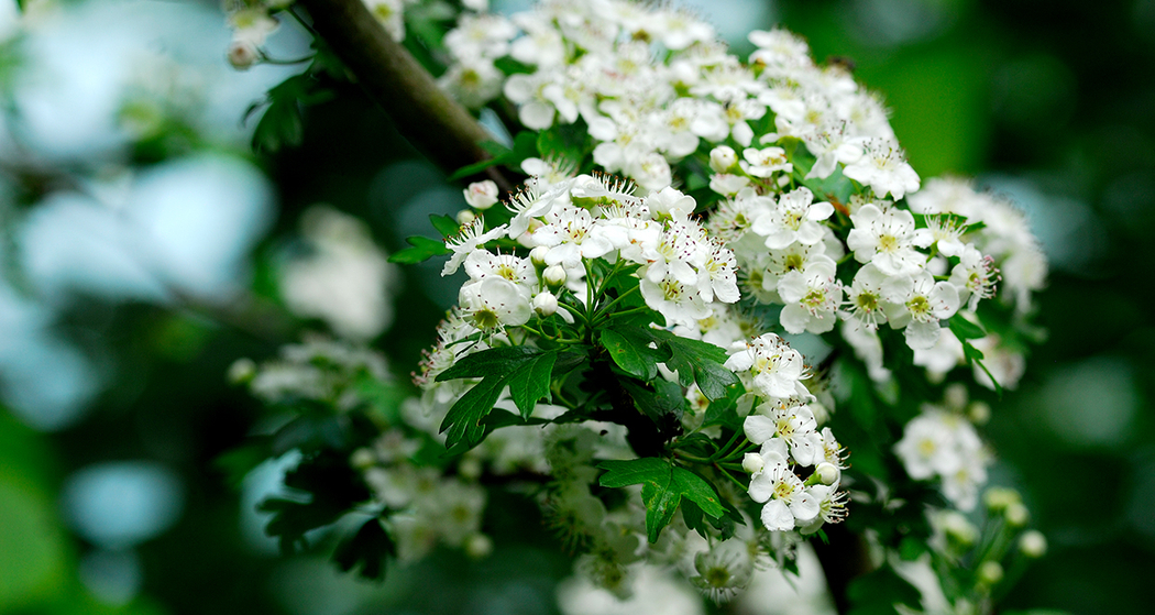 Kräuterwanderung in Quinten am Walensee – eine Entdeckungsreise (gdl_858592773_image)